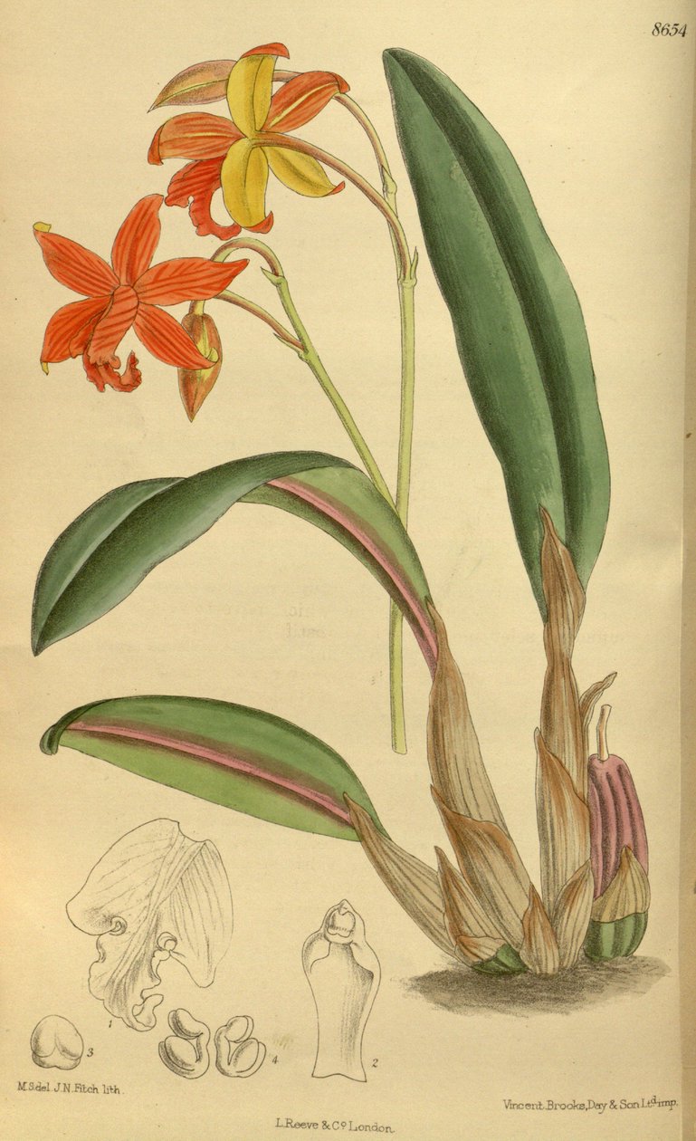 Sophrolaelia -psyyke, Orchidaceae tekijältä J.N. Fitch