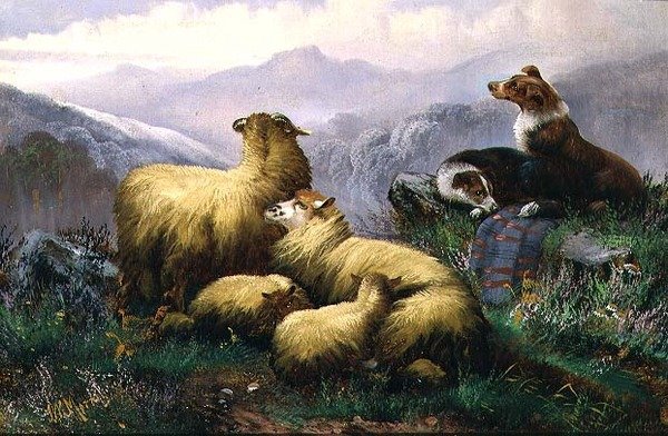 Lammaskoirat ja lampaat Skotlannin ylämailla tekijältä J.W. Morris