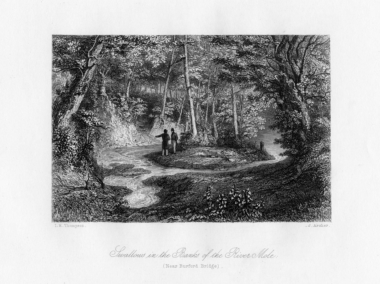 Pääskyset Mole-joen rannoilla, Surreyssa, 1800-luku tekijältä J. Archer