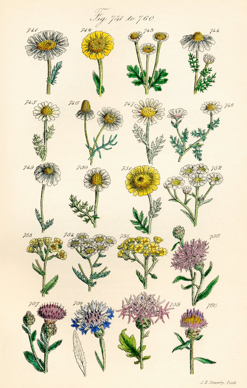 Sivu värikuvituksia British Wild Flowersista J. E. Sowerbyn ja C. P. Johnsonin teoksen jälkeen tekijältä J. E. and Johnson C. P.  Sowerby