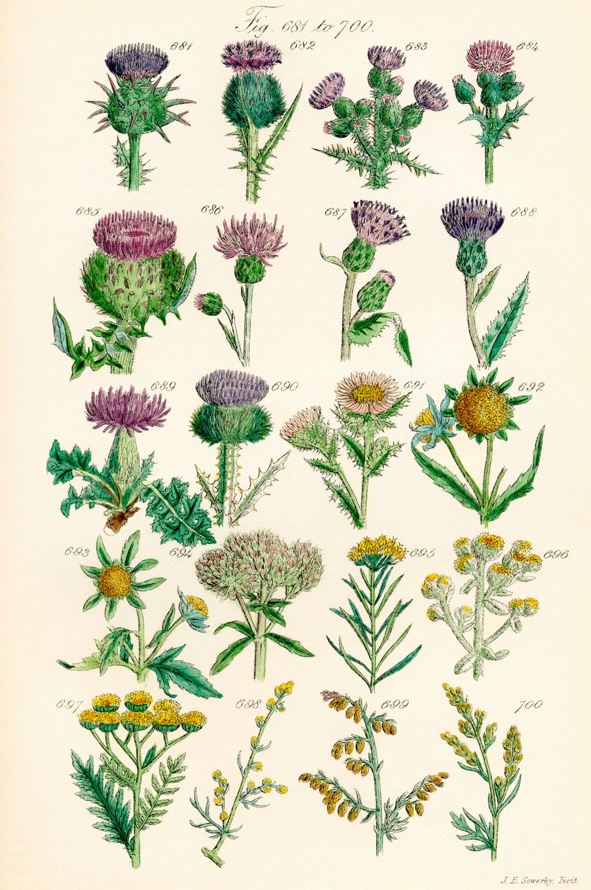 Sivu värikuvituksia British Wild Flowersista J. E. Sowerbyn ja C. P. Johnsonin teoksen jälkeen tekijältä J. E. and Johnson C. P.  Sowerby