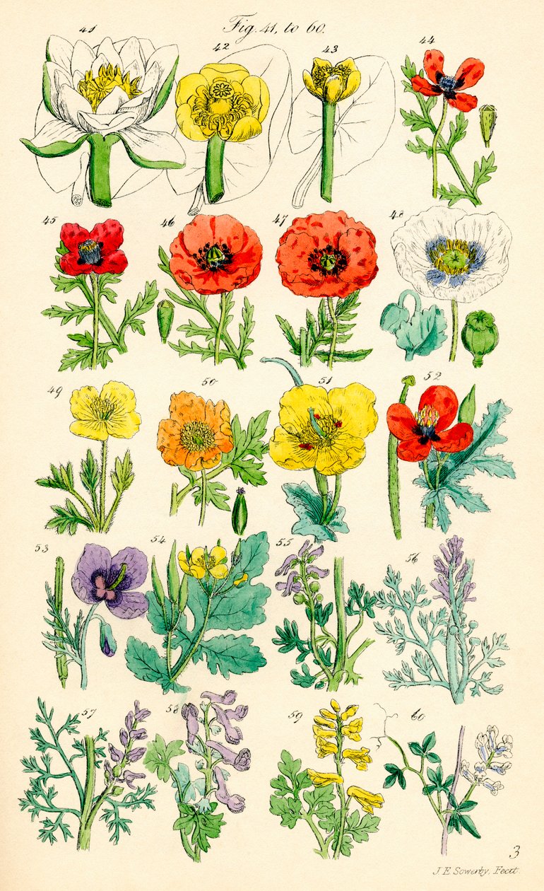 Sivu värikuvituksia British Wild Flowersista J. E. Sowerbyn ja C. P. Johnsonin teoksen jälkeen tekijältä J. E. and Johnson C. P.  Sowerby