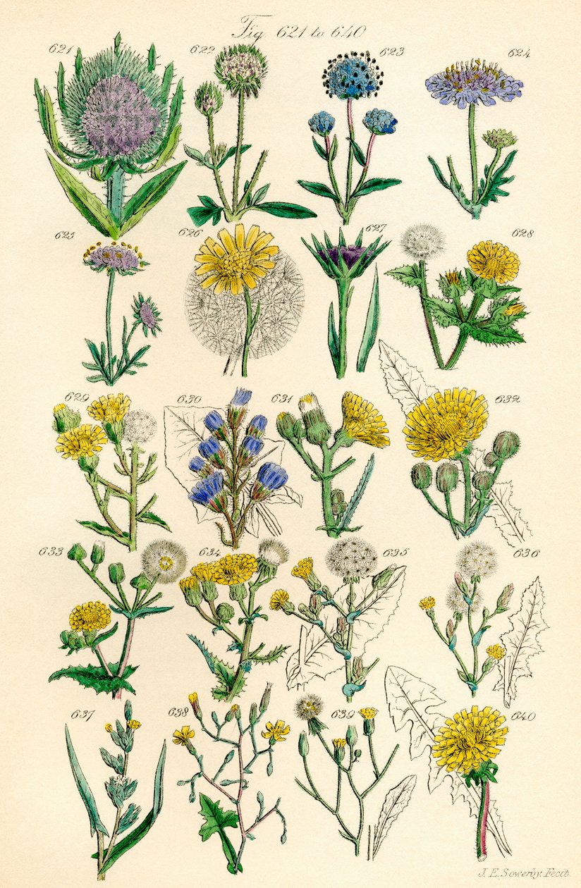 Sivu värikuvituksia British Wild Flowersista J. E. Sowerbyn ja C. P. Johnsonin teoksen jälkeen tekijältä J. E. and Johnson C. P.  Sowerby