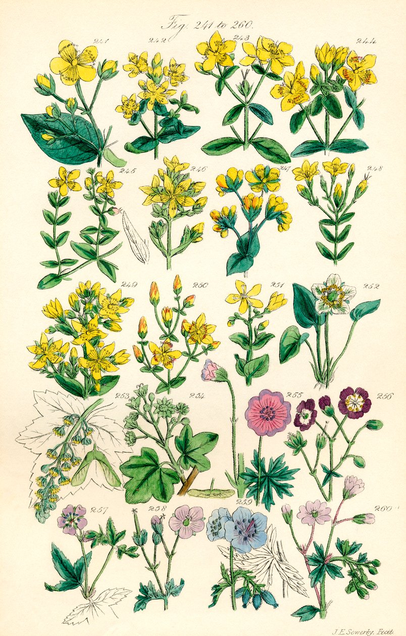 Sivu värikuvituksia British Wild Flowersista J. E. Sowerbyn ja C. P. Johnsonin teoksen jälkeen tekijältä J. E. and Johnson C. P.  Sowerby