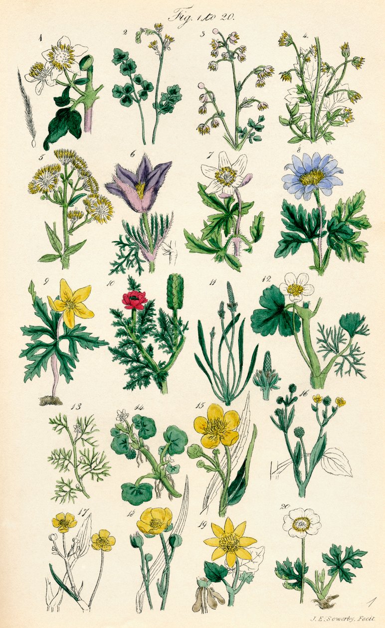 Sivu värikuvituksia British Wild Flowersista J. E. Sowerbyn ja C. P. Johnsonin teoksen jälkeen tekijältä J. E. and Johnson C. P.  Sowerby