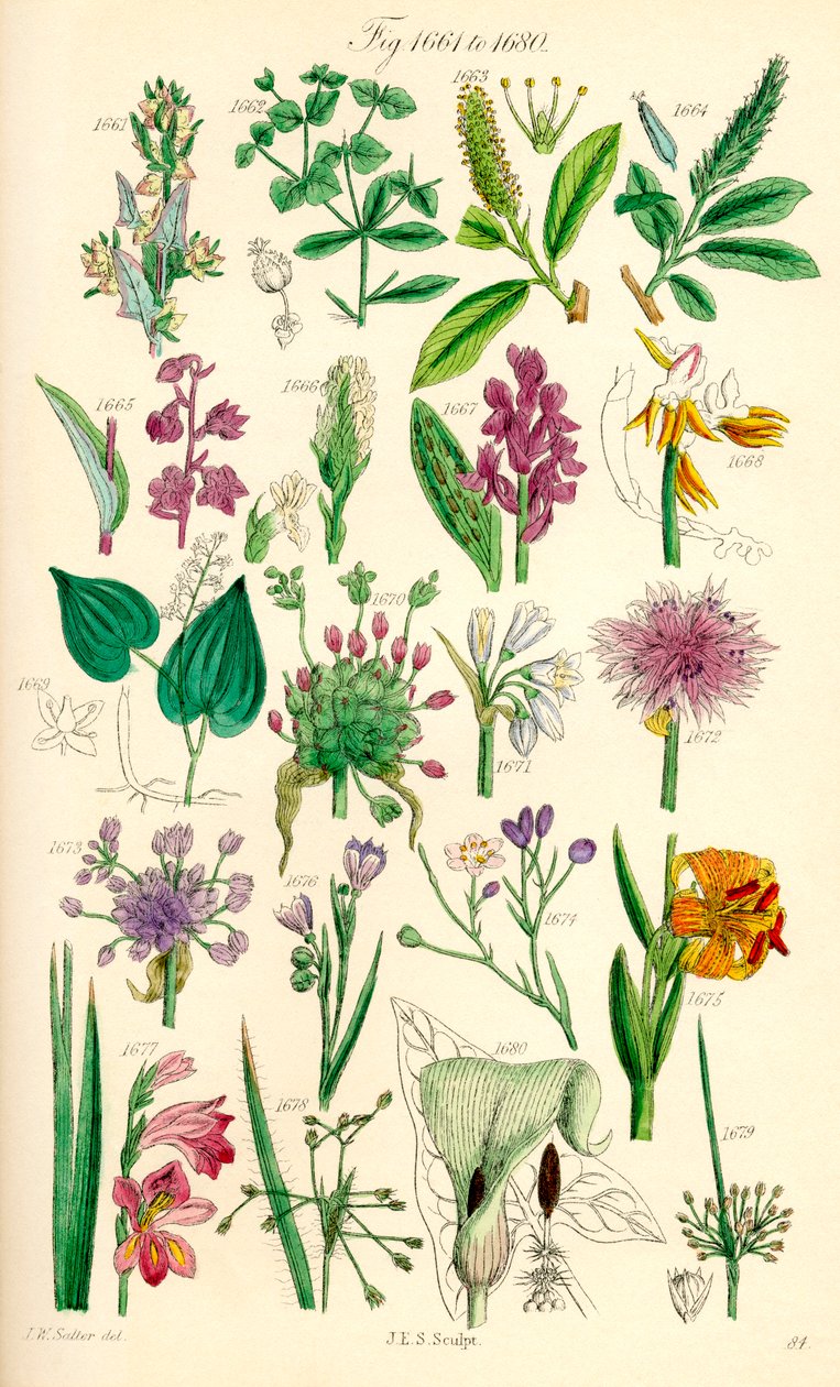 Sivu värikuvituksia British Wild Flowersista J. E. Sowerbyn ja C. P. Johnsonin teoksen jälkeen tekijältä J. E. and Johnson C. P.  Sowerby
