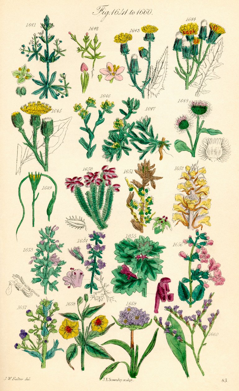 Sivu värikuvituksia British Wild Flowersista J. E. Sowerbyn ja C. P. Johnsonin teoksen jälkeen tekijältä J. E. and Johnson C. P.  Sowerby