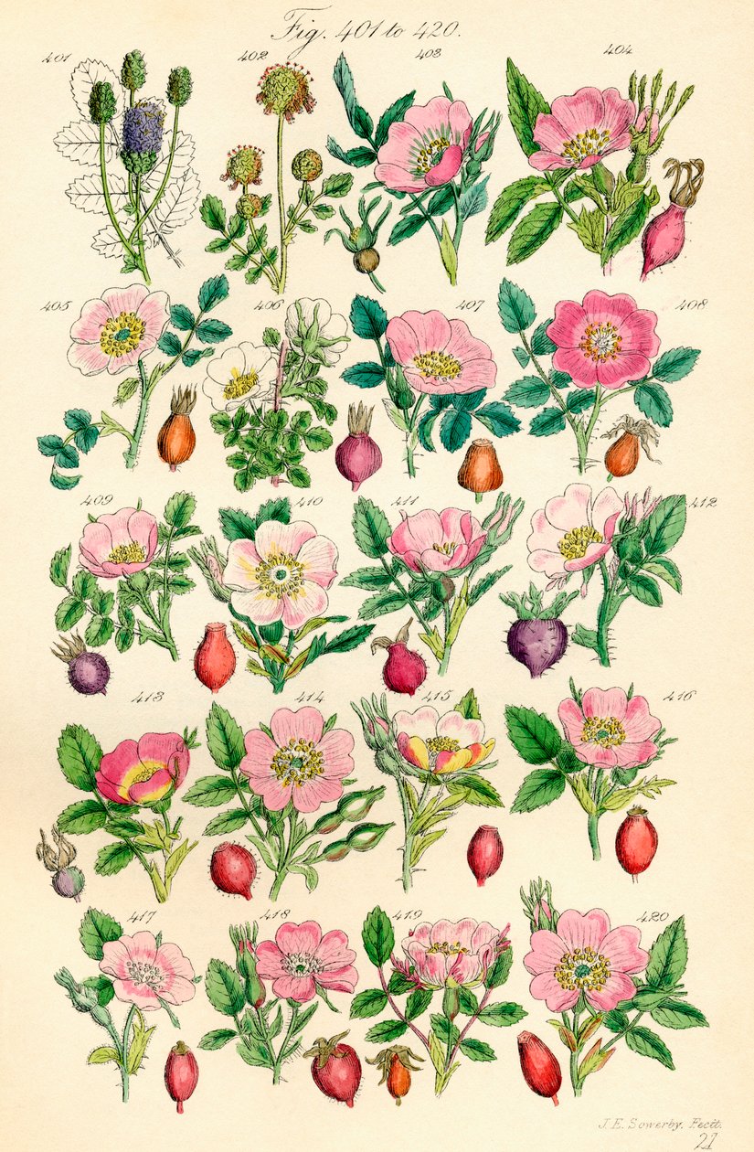 Sivu värikuvituksia British Wild Flowersista J. E. Sowerbyn ja C. P. Johnsonin teoksen jälkeen tekijältä J. E. and Johnson C. P.  Sowerby