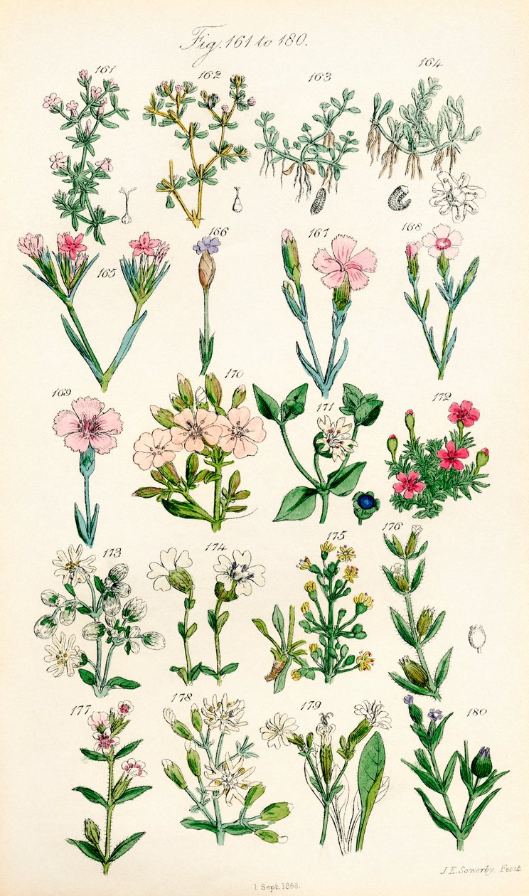 Sivu värikuvituksia British Wild Flowersista J. E. Sowerbyn ja C. P. Johnsonin teoksen jälkeen tekijältä J. E. and Johnson C. P.  Sowerby