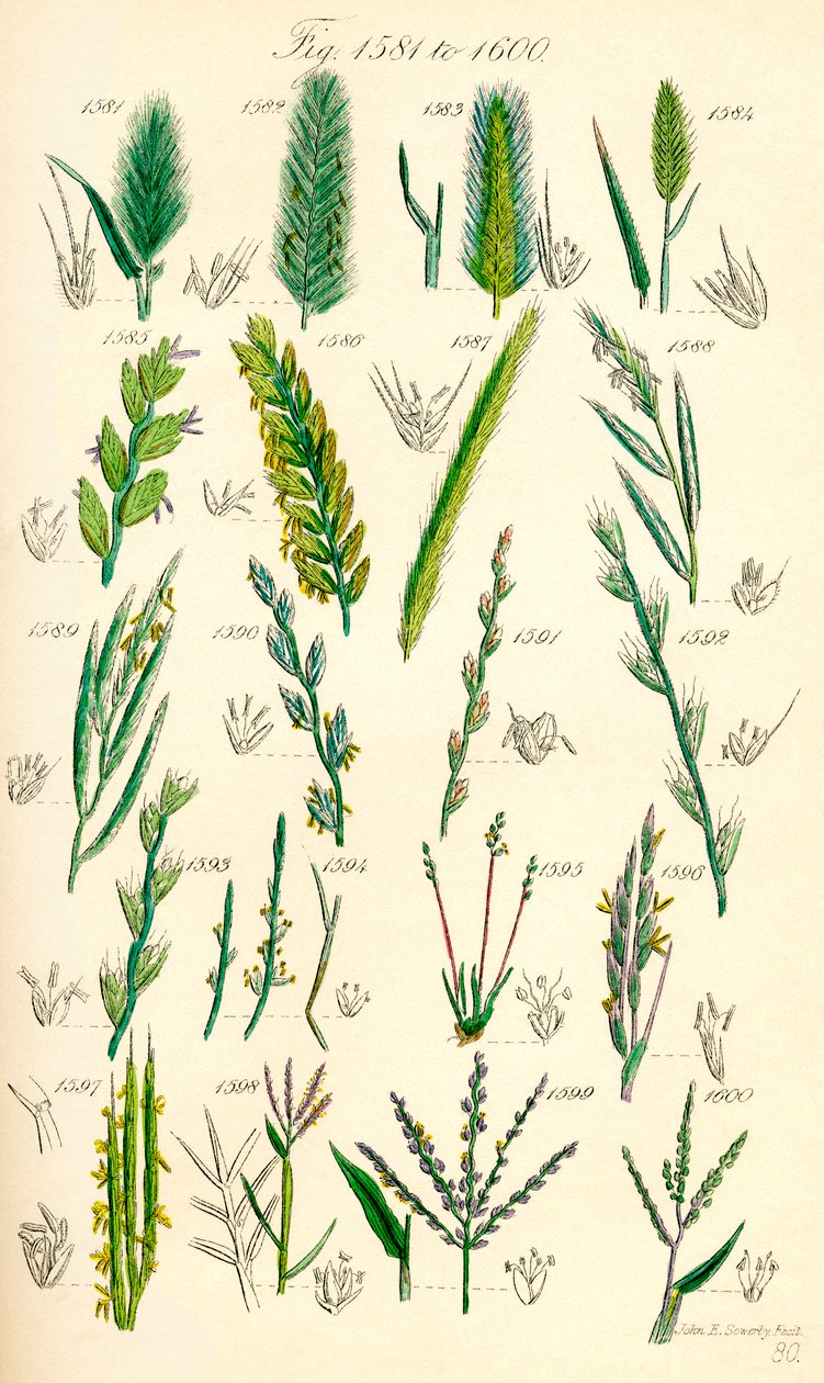 Sivu värikuvituksia British Wild Flowersista J. E. Sowerbyn ja C. P. Johnsonin teoksen jälkeen tekijältä J. E. and Johnson C. P.  Sowerby