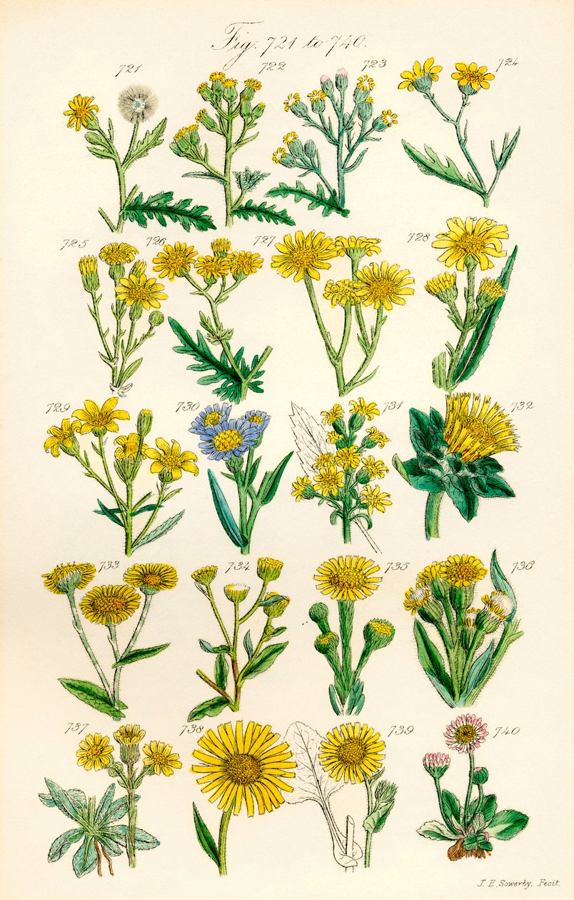Sivu värikuvituksia British Wild Flowersista J. E. Sowerbyn ja C. P. Johnsonin teoksen jälkeen tekijältä J. E. and Johnson C. P.  Sowerby