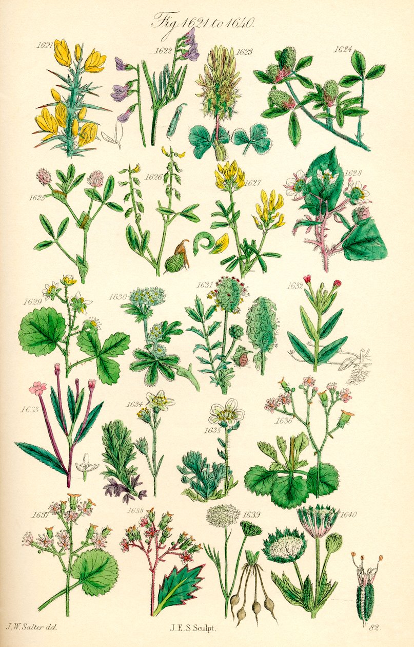 Sivu värikuvituksia British Wild Flowersista J. E. Sowerbyn ja C. P. Johnsonin teoksen jälkeen tekijältä J. E. and Johnson C. P.  Sowerby