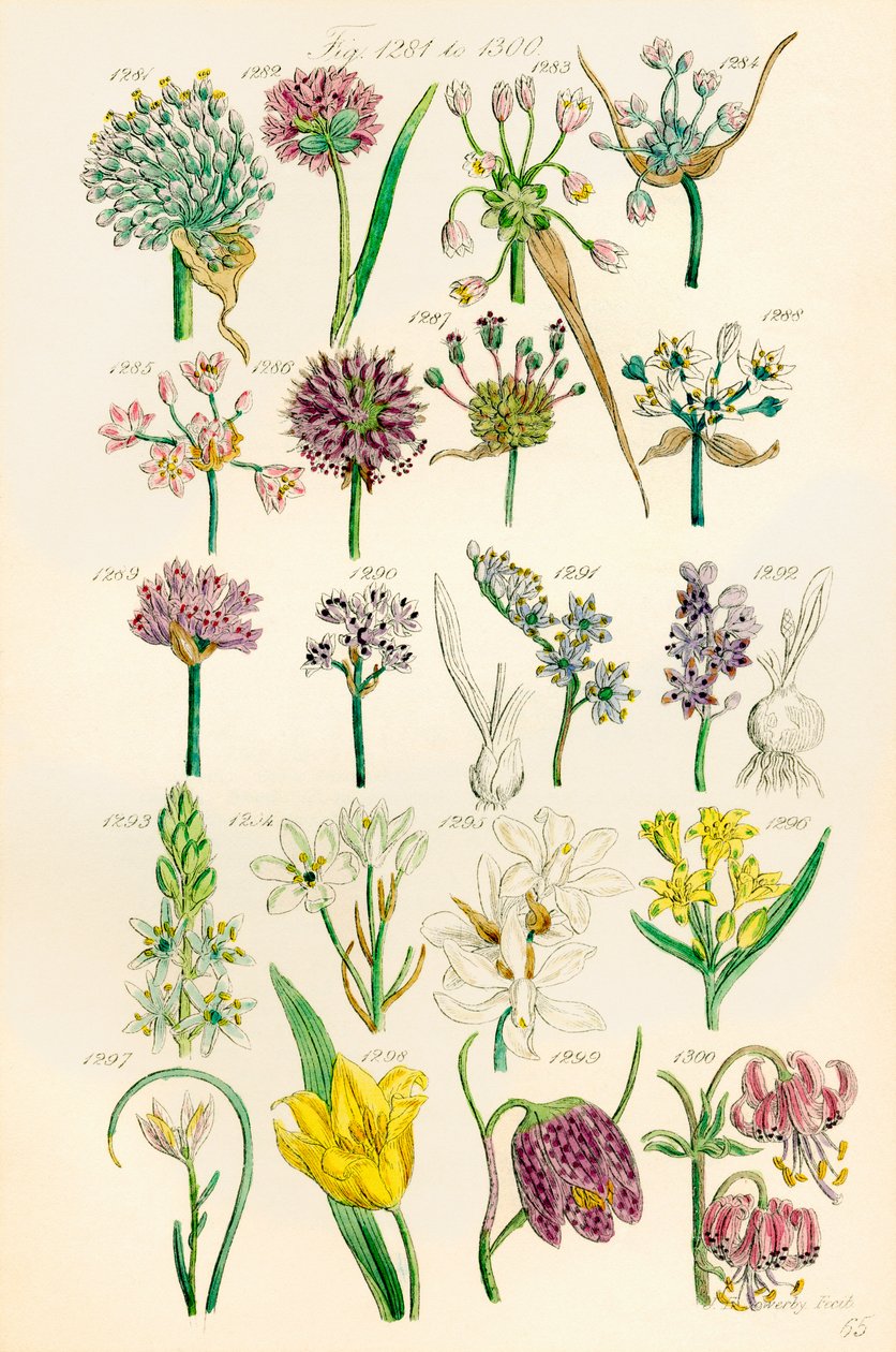 Sivu värikuvituksia British Wild Flowersista J. E. Sowerbyn ja C. P. Johnsonin teoksen jälkeen tekijältä J. E. and Johnson C. P.  Sowerby