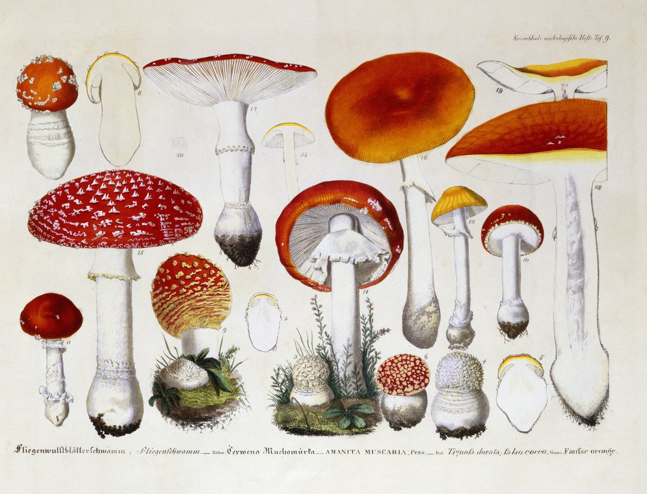 Amanita Muscaria, n. 1831-46 tekijältä J. G. Calve