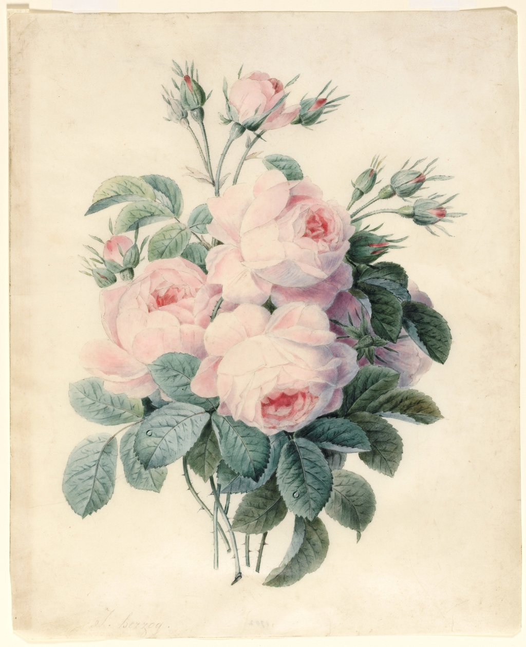 Suihkutus Centifolia Roses -ruusuja (wc grafiitin ääriviivojen päällä perunakalvolla) tekijältä J. Herzog