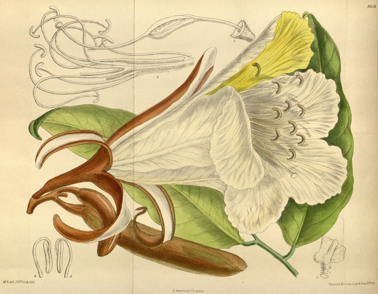 Baikiaea insignis, Fabaceae, Caesalpinioideae tekijältä J. N. Fitch