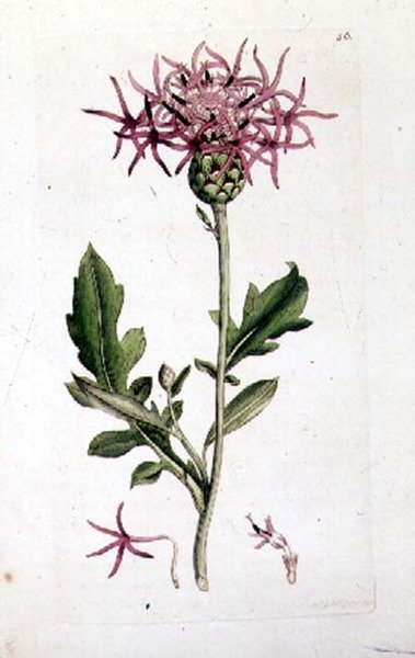 Great Knapweed, "English Botany" -pubin osasta. 1790-1814 (käsinvärinen kaiverrus) tekijältä J. and Smith J.E. Sowerby