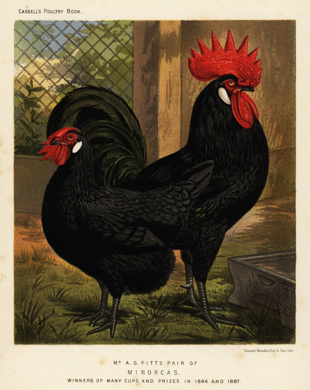 Minorca-kanat, kukko ja kana, Gallus gallus domesticus tekijältä J. W. (after) Ludlow