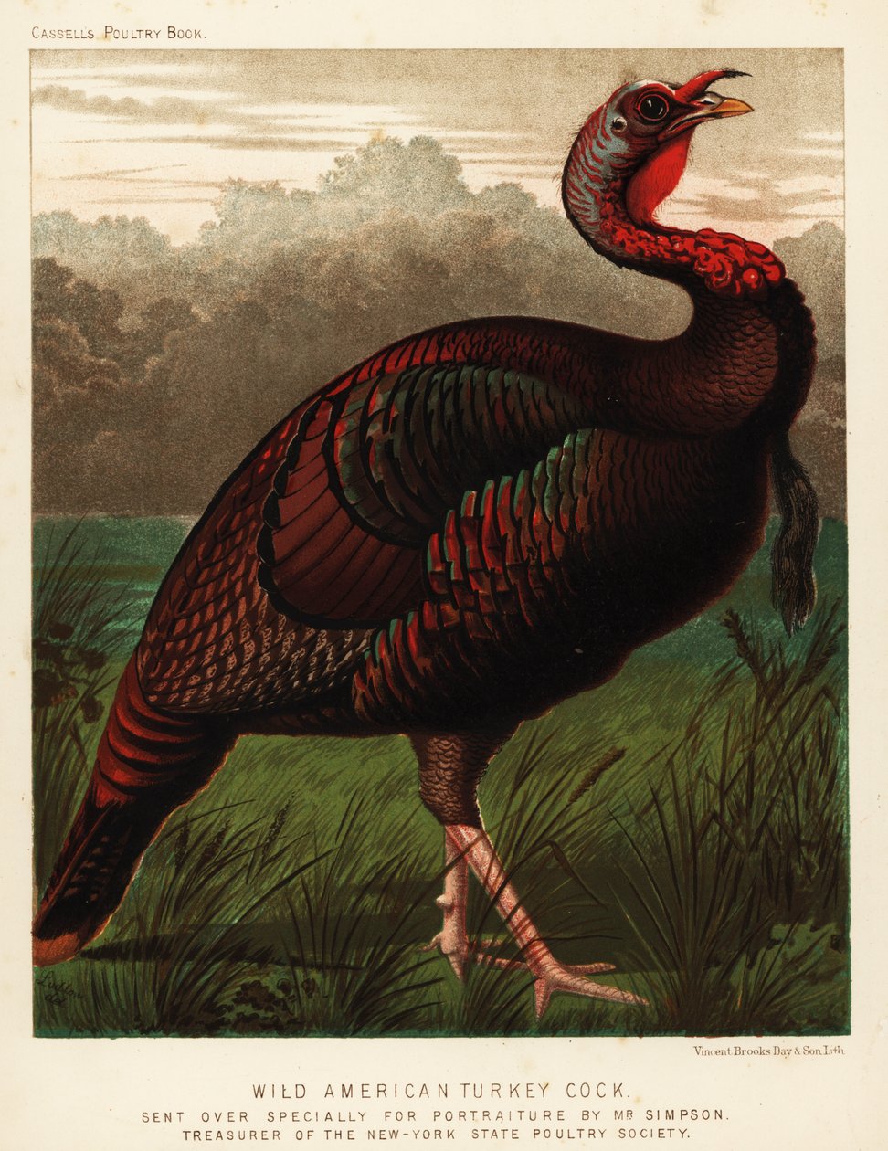 Villi amerikkalainen kalkkunakukko, Meleagris gallopavo tekijältä J. W. (after) Ludlow