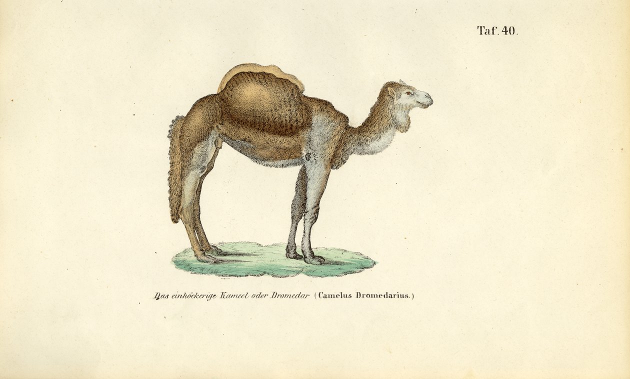 Arabian kameli tai dromedaari tekijältä J. W. Tenhaeff