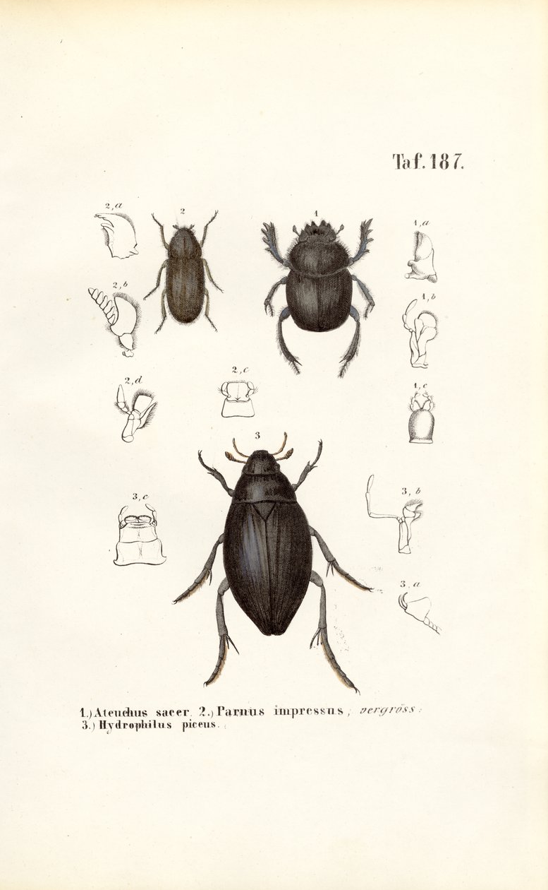 Scarabaeidae- ja Hydrophilidae-sukujen kovakuoriaiset ja anatomiset yksityiskohdat tekijältä J. W. Tenhaeff