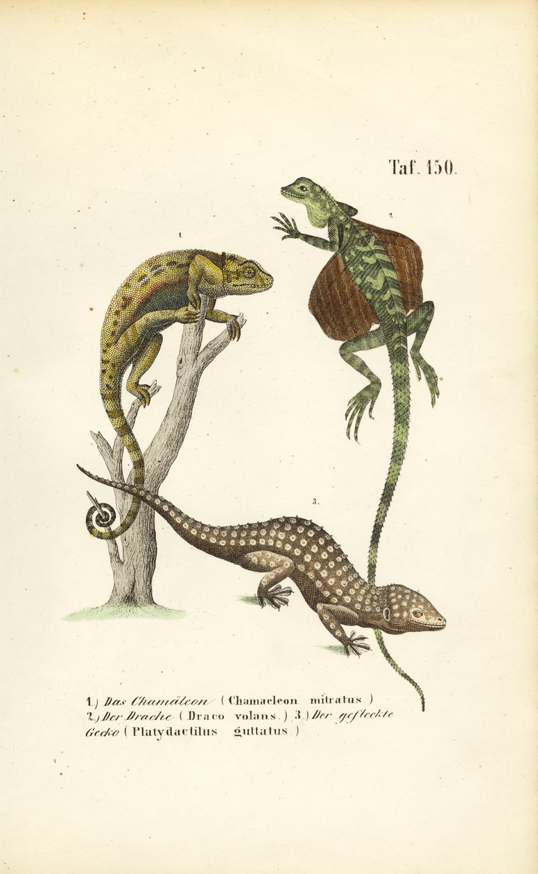 Kameleontti, lentävä lohikäärme ja tokay-gecko tekijältä J. W. Tenhaeff