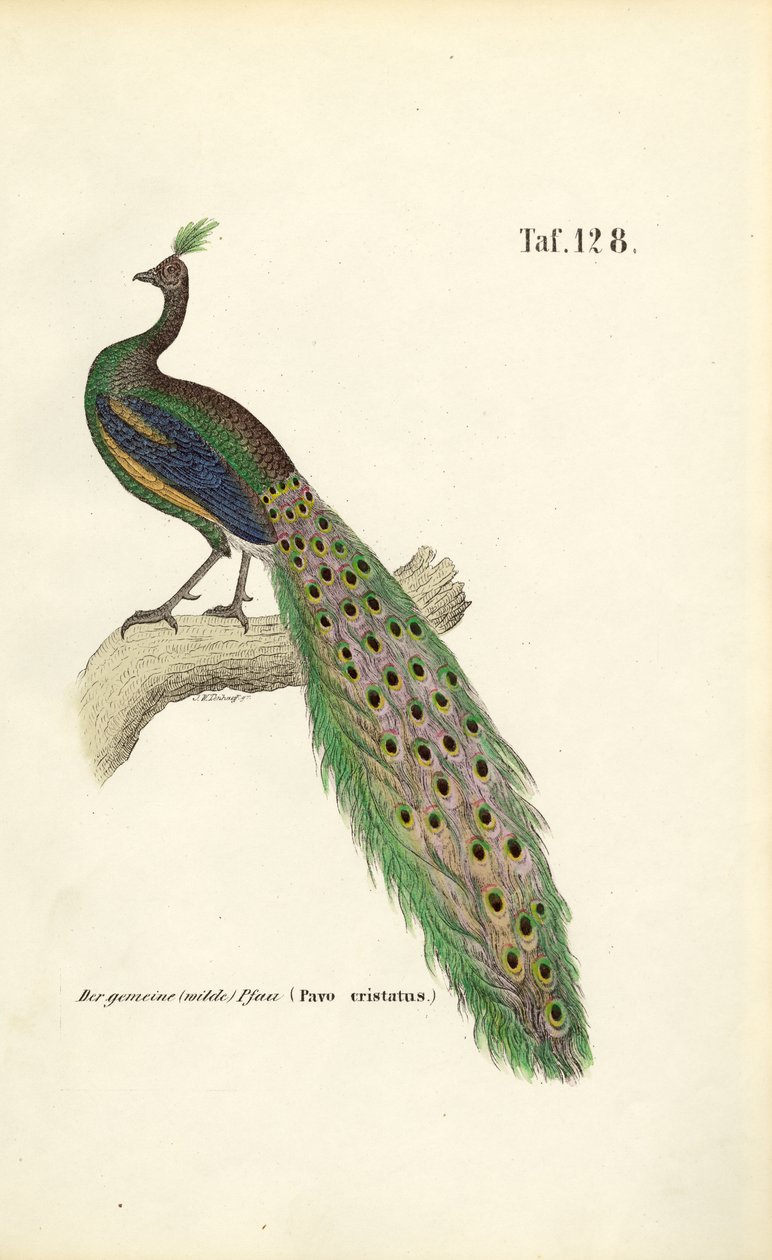 Peafowl tekijältä J. W. Tenhaeff