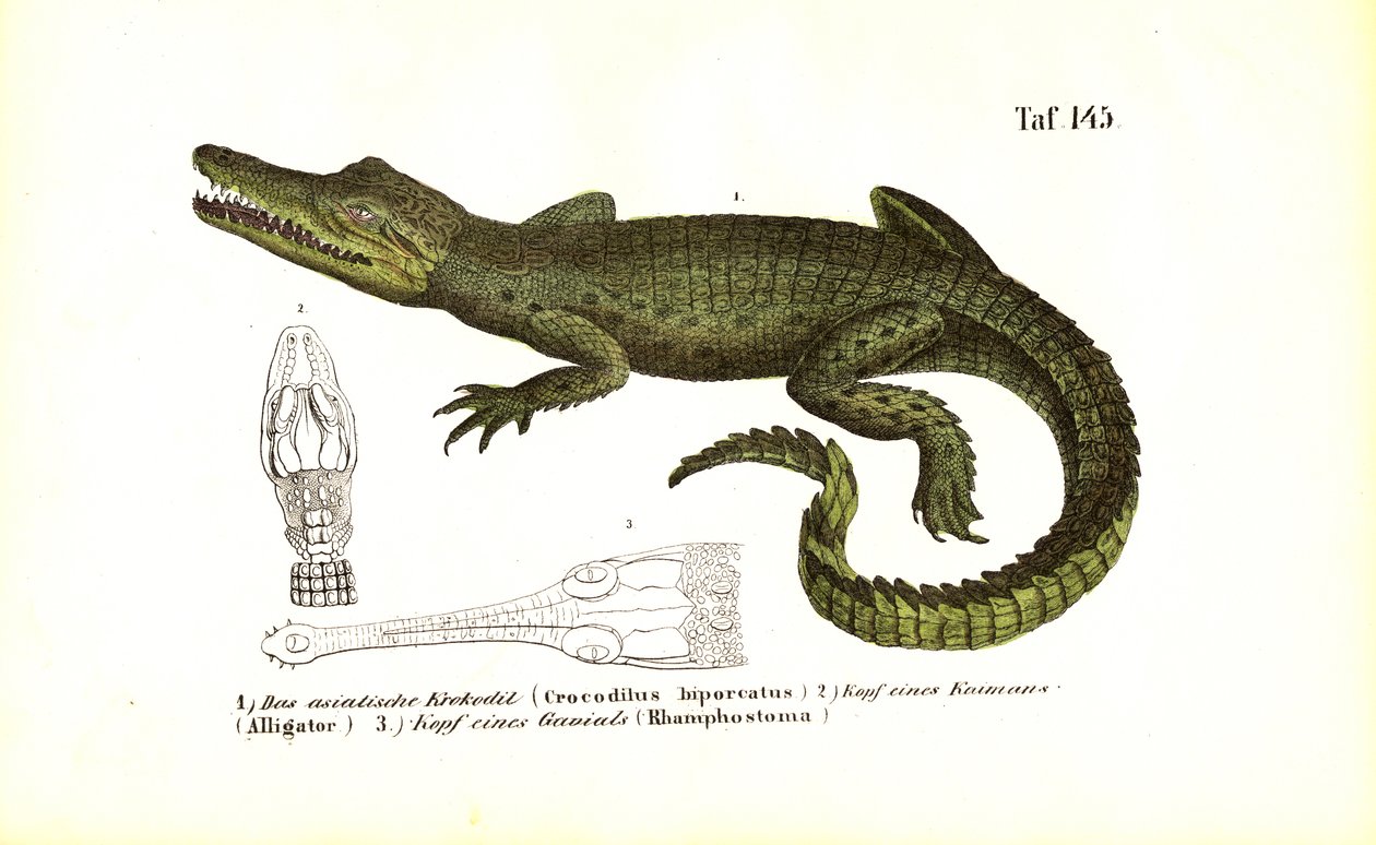 Krokotiilit: Aasian krokotiili ja vertaileva kallon anatomia: Aasian krokotiili ja vertaileva kallon anatomia tekijältä J. W. Tenhaeff
