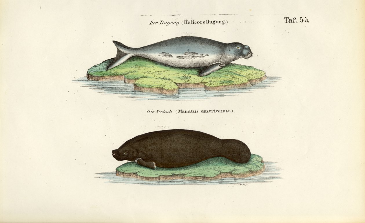 Dugong ja manaatti tekijältä J. W. Tenhaeff