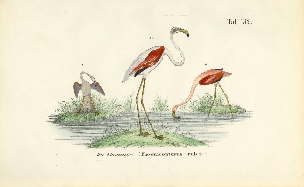 Flamingot kosteikolla tekijältä J. W. Tenhaeff