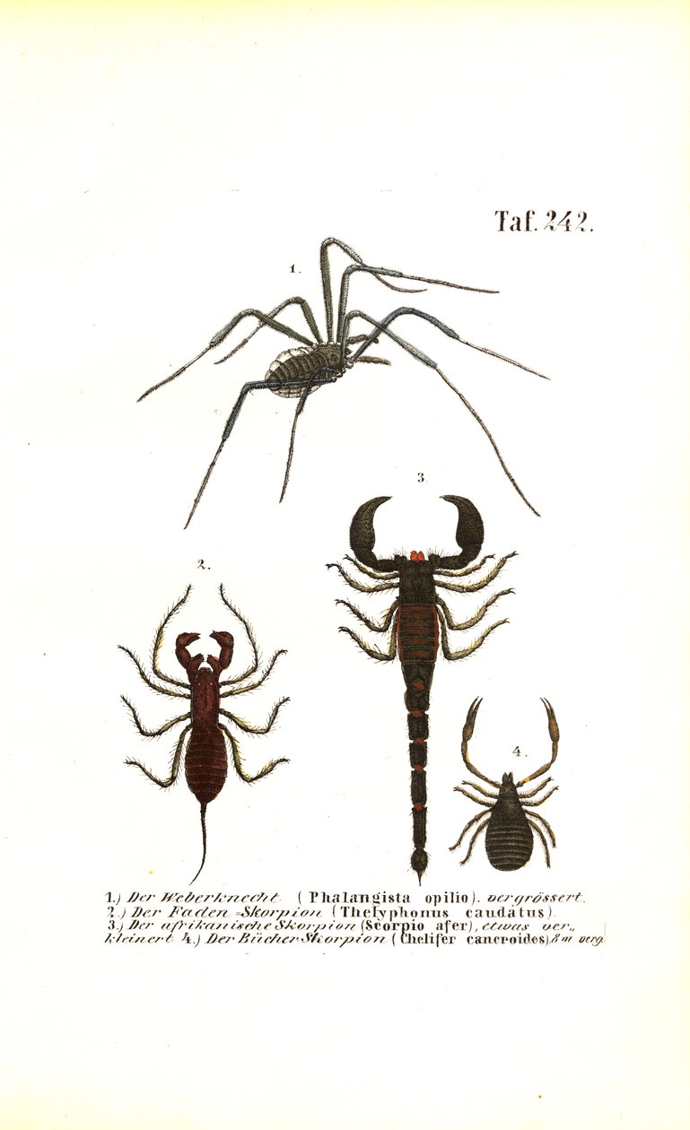 Harvestman ja skorpionit tekijältä J. W. Tenhaeff