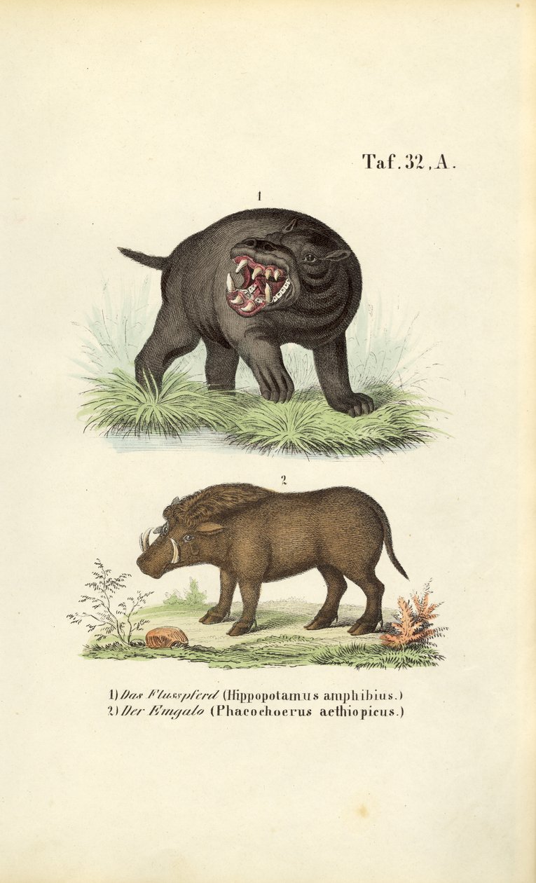 Hippopotamus ja warthog tekijältä J. W. Tenhaeff