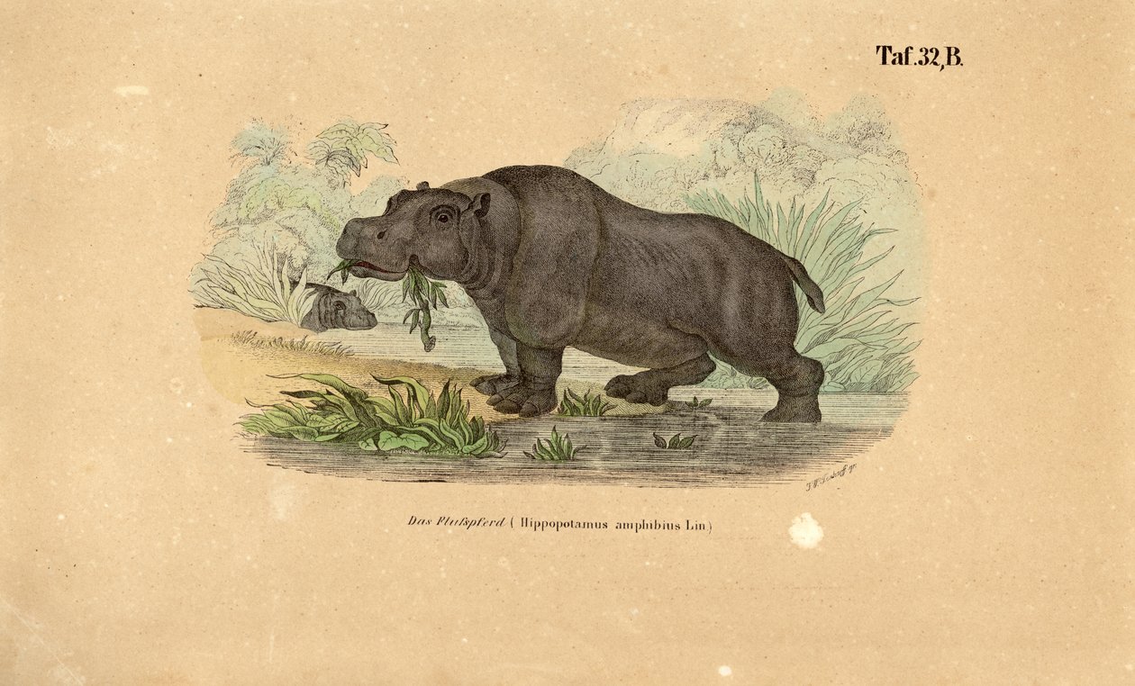 Hippopotamus Watersidessa tekijältä J. W. Tenhaeff