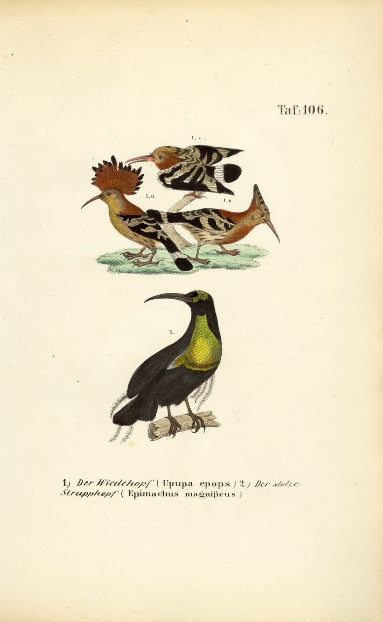 Hoopoe ja Magnificent Riflebird tekijältä J. W. Tenhaeff