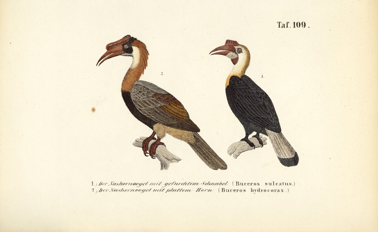 Hornbills Kaakkois-Aasiasta tekijältä J. W. Tenhaeff