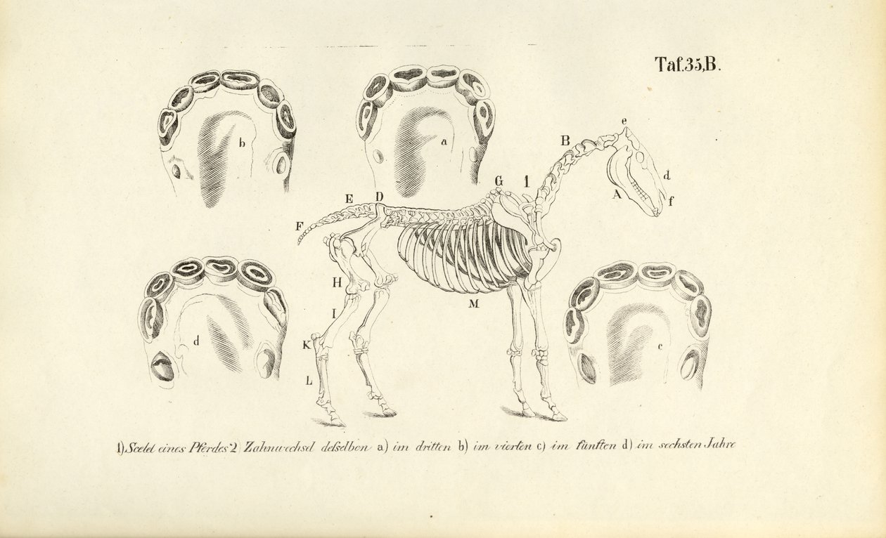 Hevosen anatomia: luuston ja hampaiden kehitys tekijältä J. W. Tenhaeff