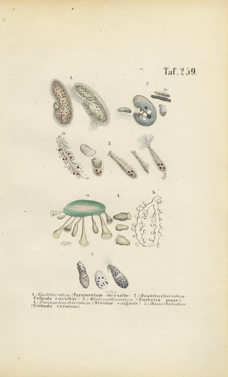 Infusoria: Paramecium, Stentor ja muut sädesienet. tekijältä J. W. Tenhaeff