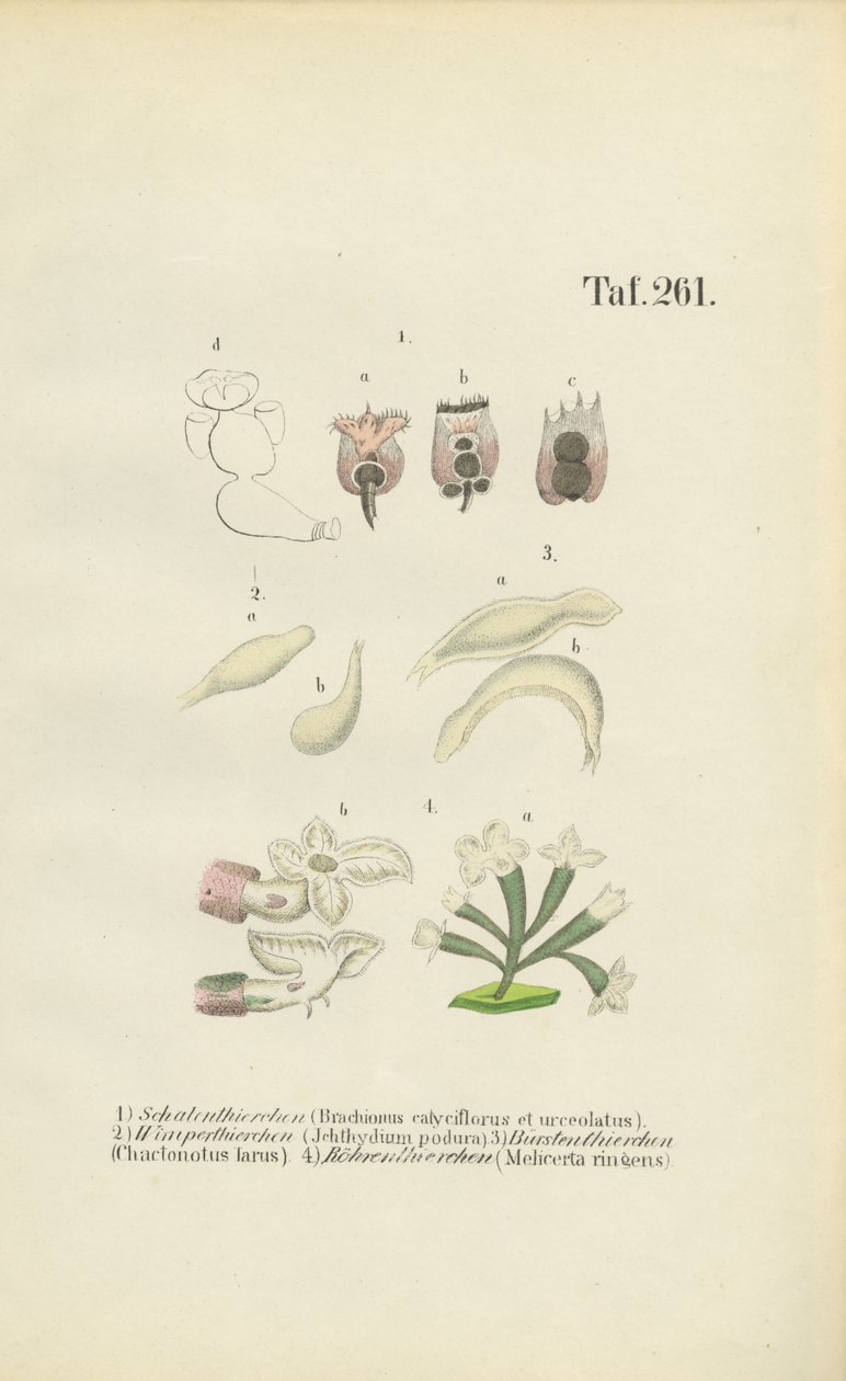 Mikroskooppiset mädit: Brachionus, Ichthyidium, Chaetonotus ja Melicerta. tekijältä J. W. Tenhaeff