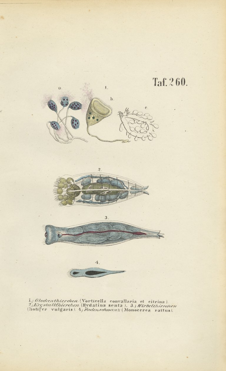 Mikroskooppiset yksisoluiset organismit: Bell Animalcules, Rotifers ja Flatworm tekijältä J. W. Tenhaeff