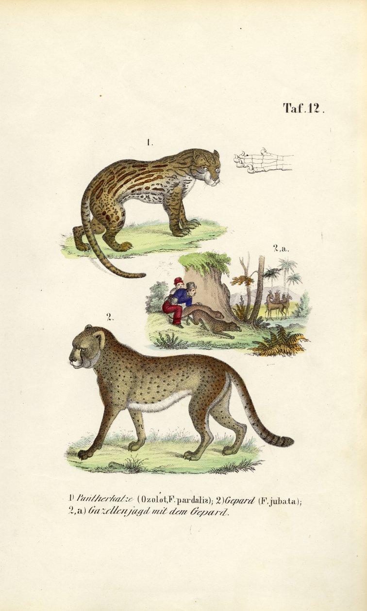 Ocelot, gepardi ja gepardin metsästys tekijältä J. W. Tenhaeff