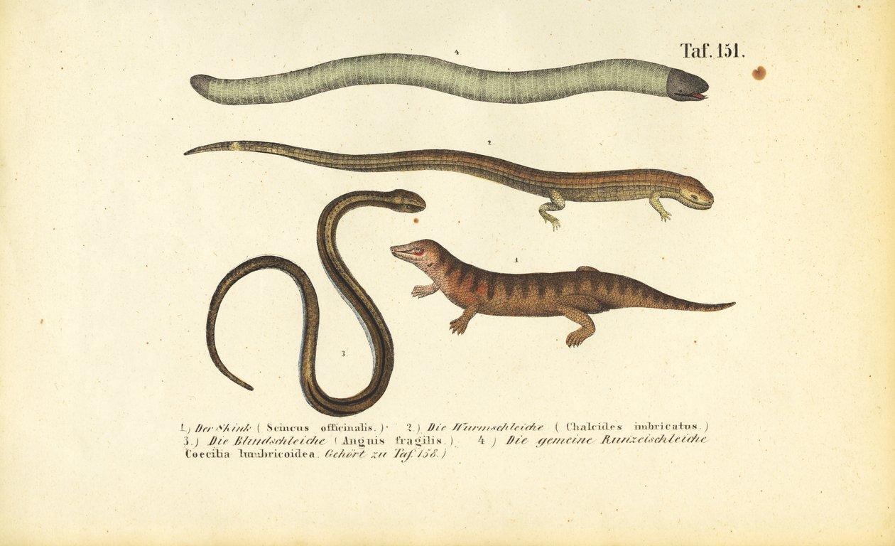 Skink, Cylindrical Skink, Slow Worm ja Caecilian. tekijältä J. W. Tenhaeff
