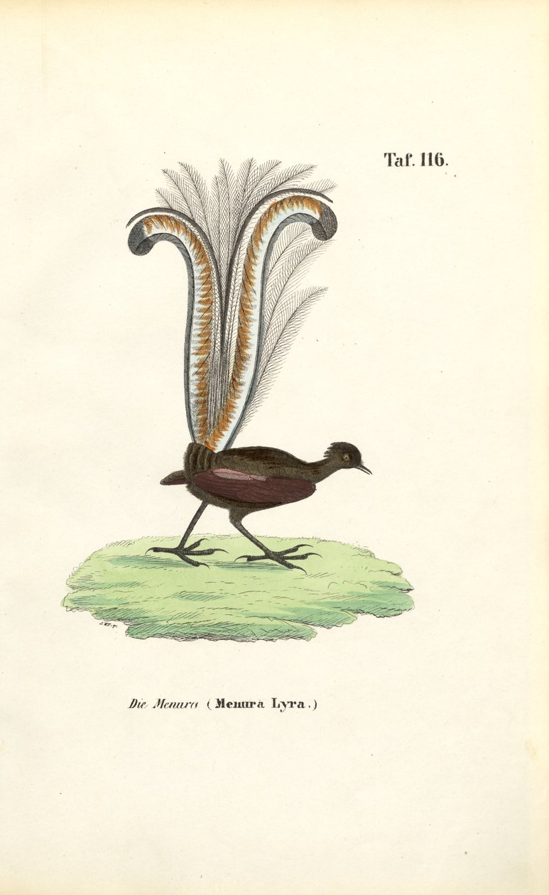 Erinomainen Lyrebird tekijältä J. W. Tenhaeff
