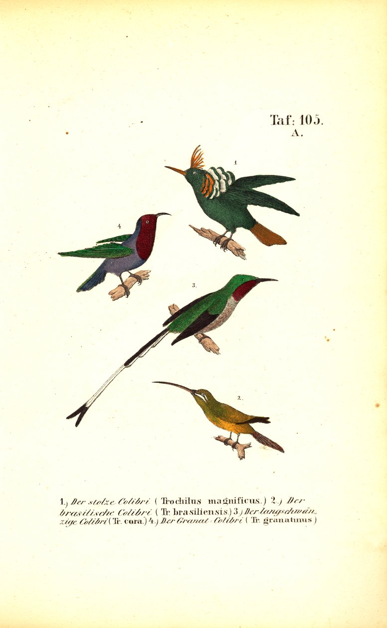 Eri kolibrilajit tekijältä J. W. Tenhaeff
