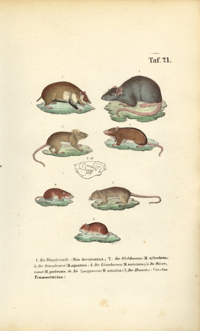 Erilaiset Muridae-lajit tekijältä J. W. Tenhaeff
