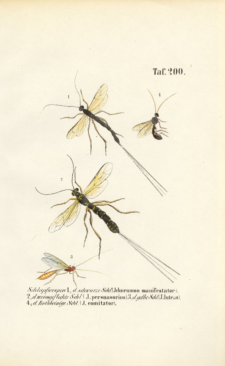 Erilaiset ichneumon-ampiaislajit tekijältä J. W. Tenhaeff