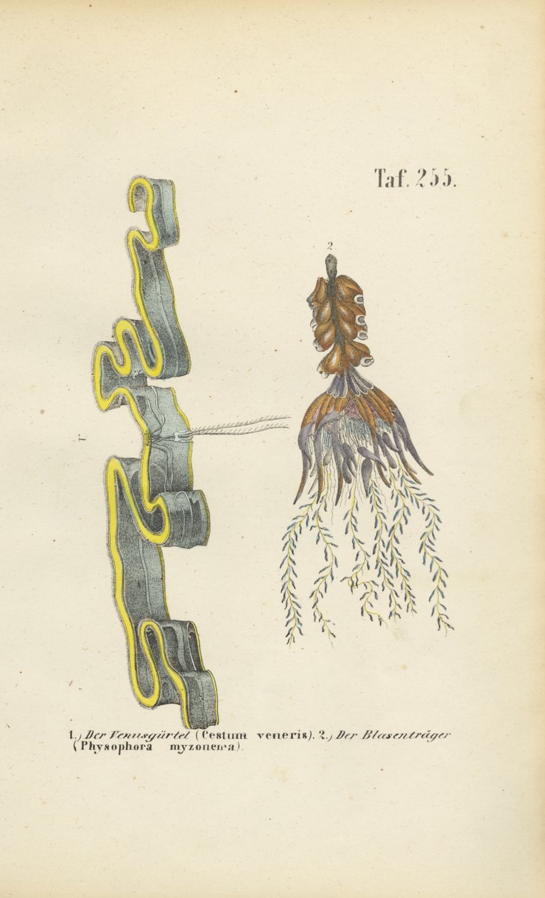 Venus Girdle ja Bladderwort tekijältä J. W. Tenhaeff