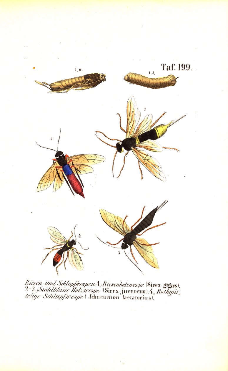 Puuampiaiset ja ichneumon-ampiaiset tekijältä J. W. Tenhaeff