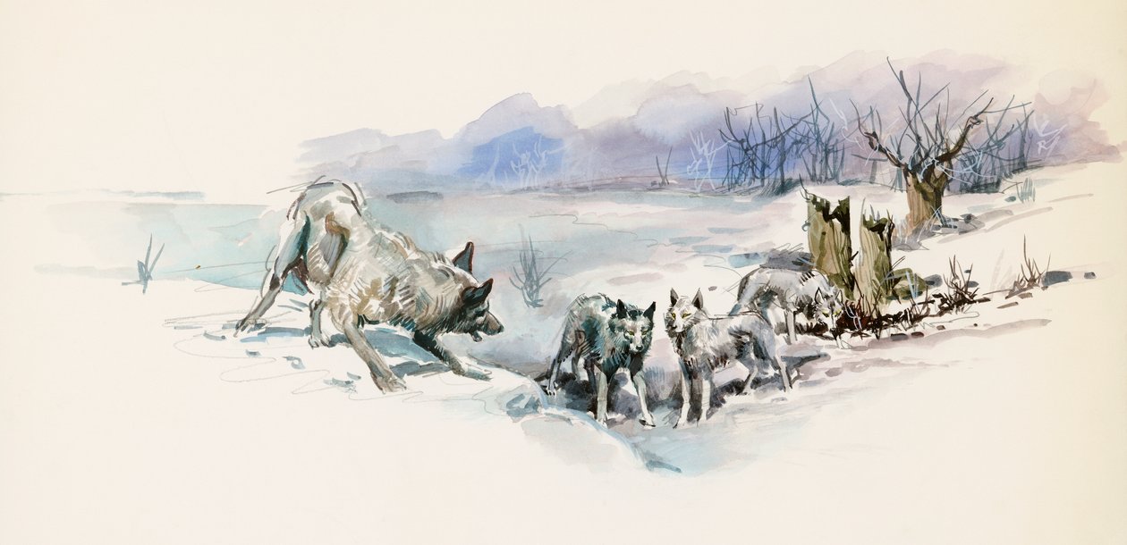 Susilauma, Jack Londonin (1876-1916) seikkailuromaanista Call of Wild, piirustus tekijältä Jack London
