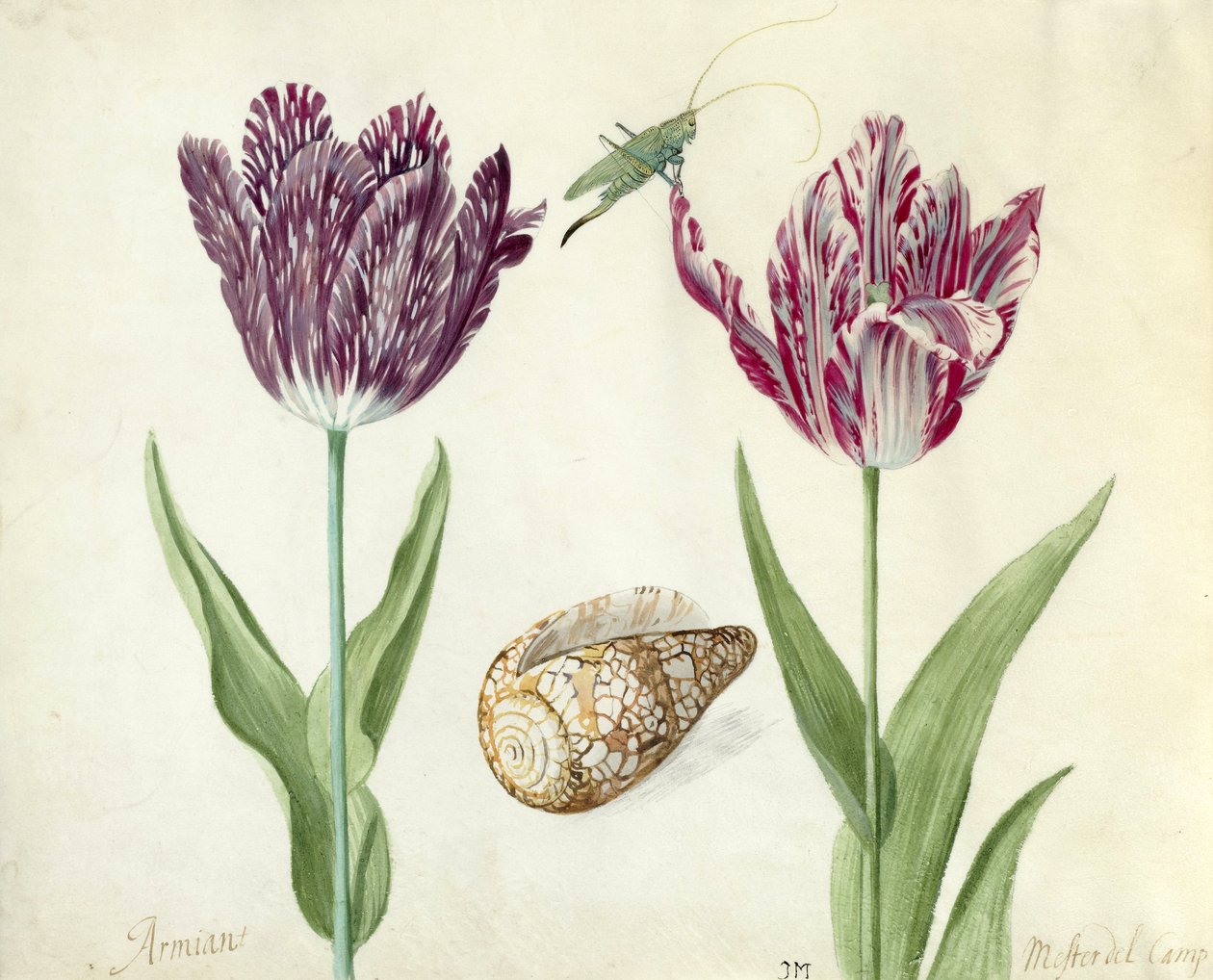 Kaksi tulppaania, simpukka ja heinäsirkka, 1637-45 (sivellin pergamentille). tekijältä Jacob Marrel