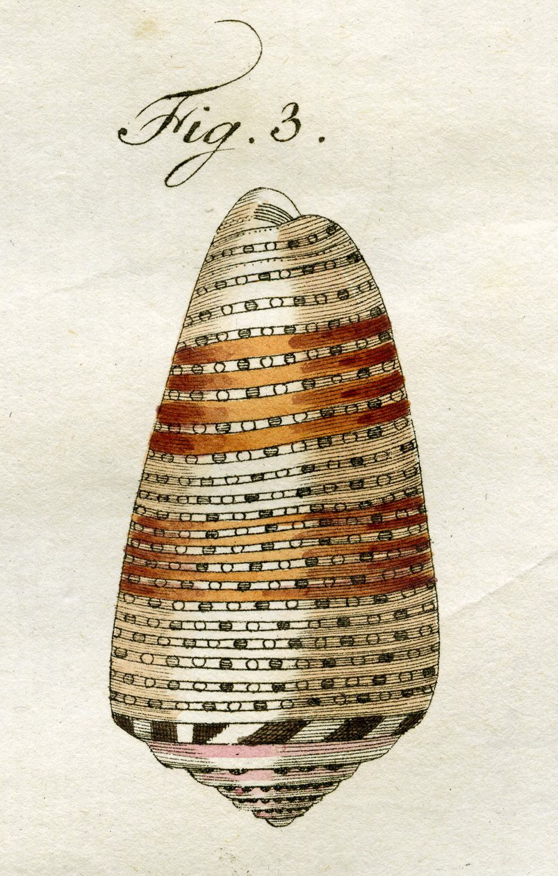 Kuva Conus Ammiralisista (alalaji Arausiacus), 1790 (käsinvärinen kaiverrus) tekijältä Jacob Xavier Schmuzer